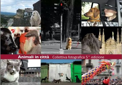 Animali in città - cartolina 2